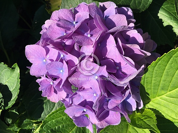 Hydrangea