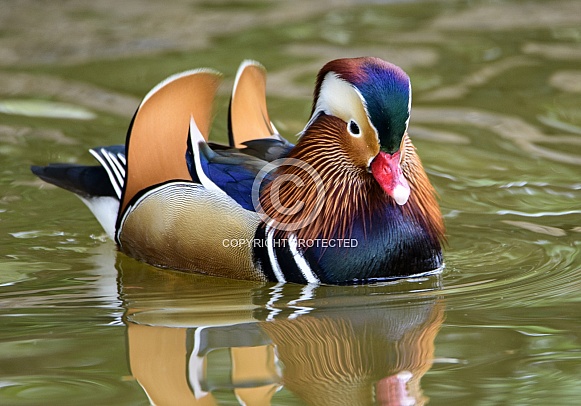 Beautiful male Mandarin duck swimming across a pond Beautiful male Mandarin duck swimming across a pond
