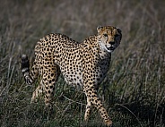 Male African Cheetah hunting in the savanna