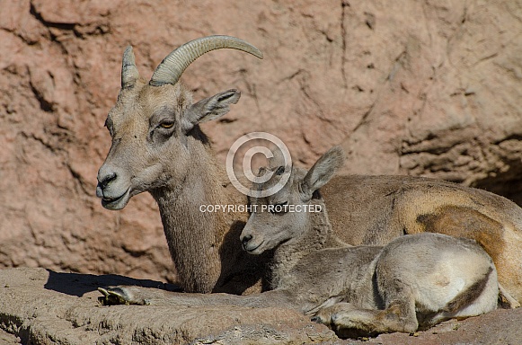 Bighorn Sheep - Ewe and Lamb