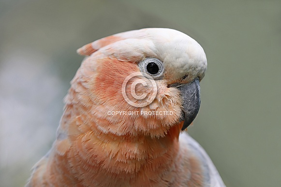 hybrid Cockatoo