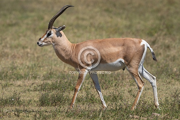 Thompson's gazelle