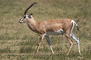 Thompson's gazelle