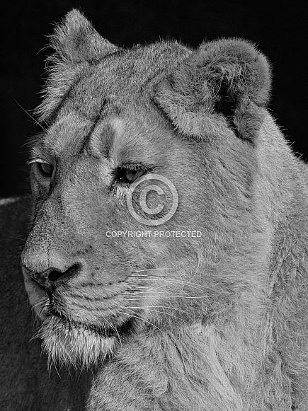 asiatic Lioness