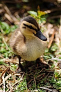 Mallard Duckling (Anas platyrhynchos)