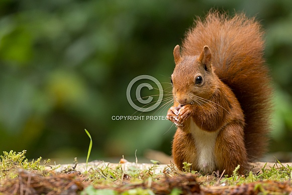 Red Squirrel Red Squirrel