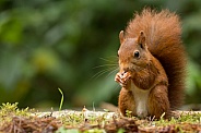 Red Squirrel