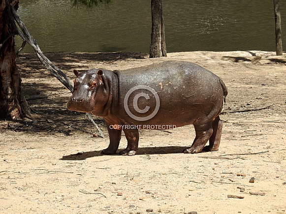 Hippopotamus Hippopotamus