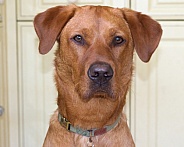 Red Fox Labrador