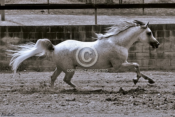 Arabian Stallion at Liberty