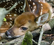 White tailed Deer