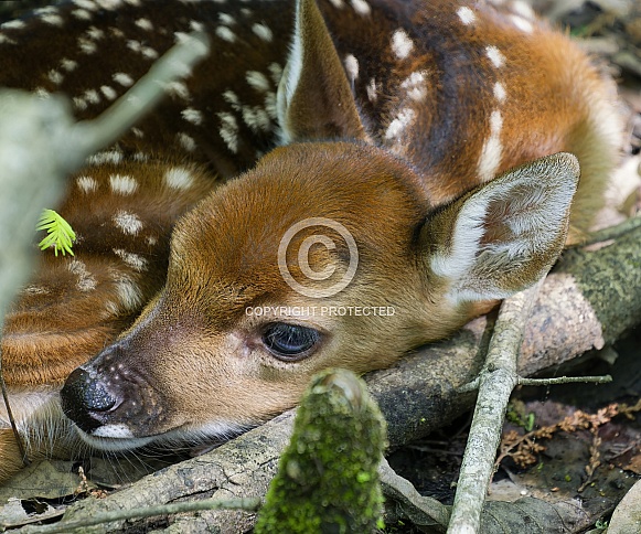 White tailed Deer