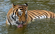 Male Amur Tiger Bathing