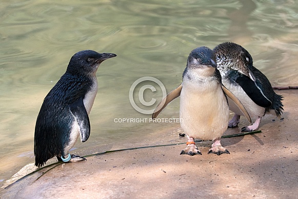 Little penguins