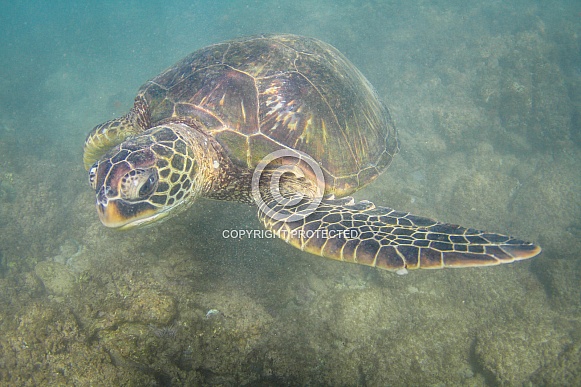 Hawaiian Green Sea Turtle Hawaiian Green Sea Turtle
