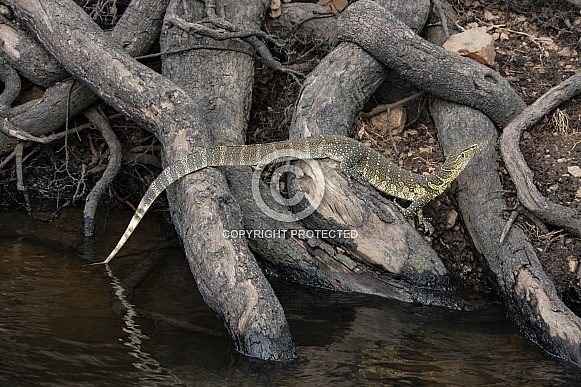 Nile monitor (Varanus niloticus) Botswana Nile monitor (Varanus niloticus) Botswana