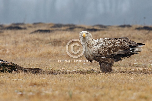 White tailed eagle or European Eagle