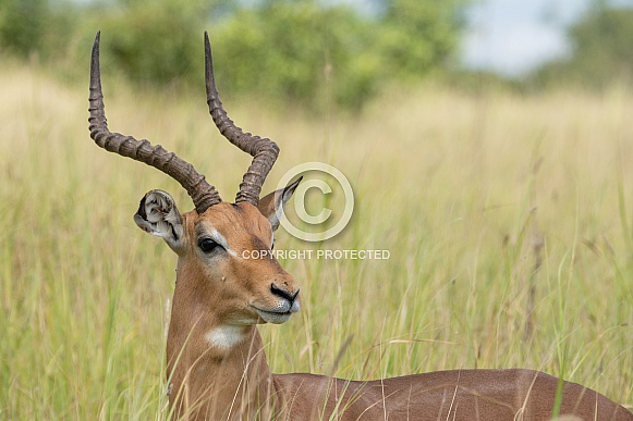 Impala