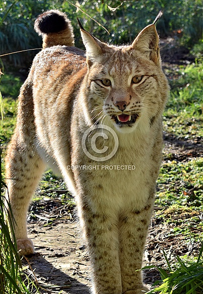 Eurasian Lynx Eurasian Lynx