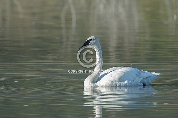 The trumpeter swan (Cygnus buccinator) The trumpeter swan (Cygnus buccinator)