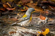 Northern Parula