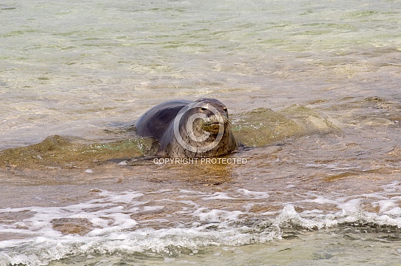 Hawaiian Monk Seal Hawaiian Monk Seal