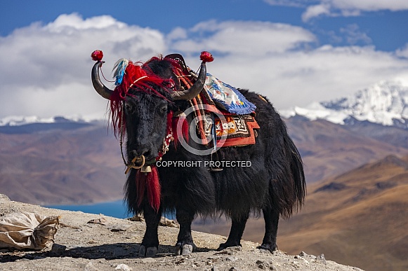 Domesticated Yak - Tibet Domesticated Yak - Tibet