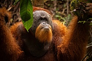 Sumatran orangutan in the jungle.