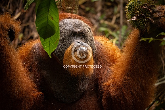 Sumatran orangutan in the jungle.
