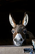 Donkey head looking over a door