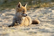 Red Fox cub in nature