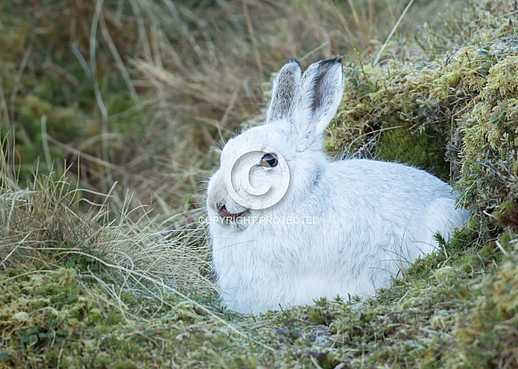 Mountain Hare