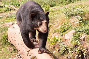 Andean Bear Walking Across Log