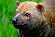Bush Dog (Speothos venaticus)