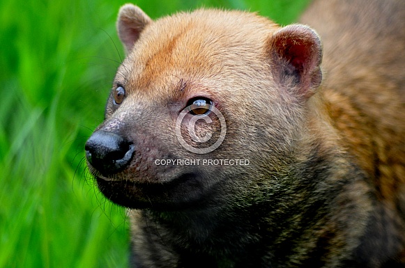 Bush Dog (Speothos venaticus) Bush Dog (Speothos venaticus)