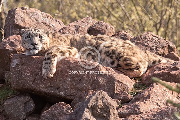 Snow Leopard Full Body On Rocks