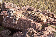 Snow Leopard Full Body On Rocks