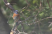 Western Bluebird, Sialia mexicana