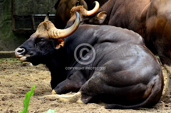 Indian Gaur