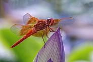 Dragonfly-Flame Skimmer