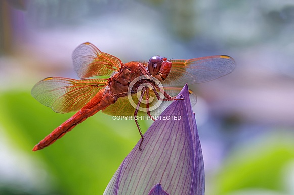 Dragonfly-Flame Skimmer