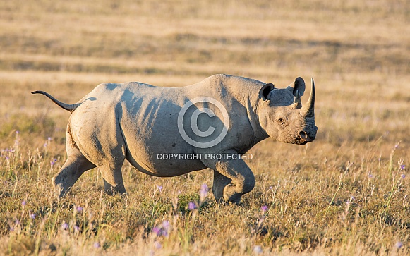 Black Rhino Black Rhino