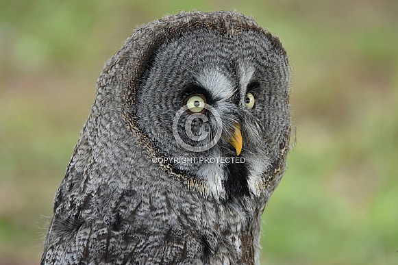 Great Grey Owl