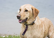 Yellow Labrador portrait