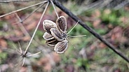Close up of dried seed pods on a meadow