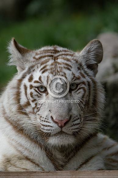 white Tiger cub