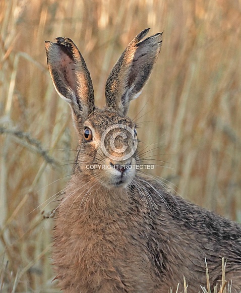 Brown Hare Brown Hare