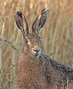 Brown Hare