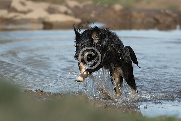 Mongrel Dog (origin unknown) Enjoying The Water