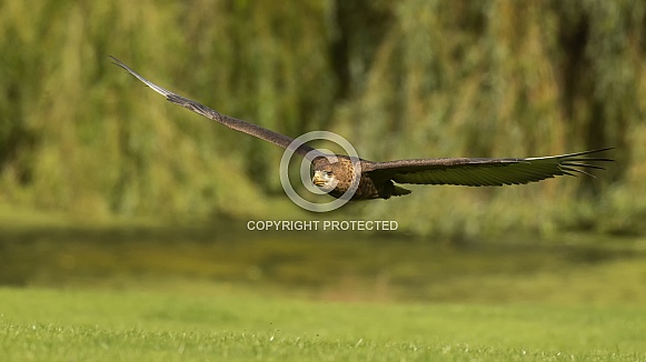 Bateleur Eagle Bateleur Eagle